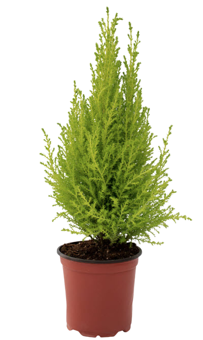 4" Lemon Cypress